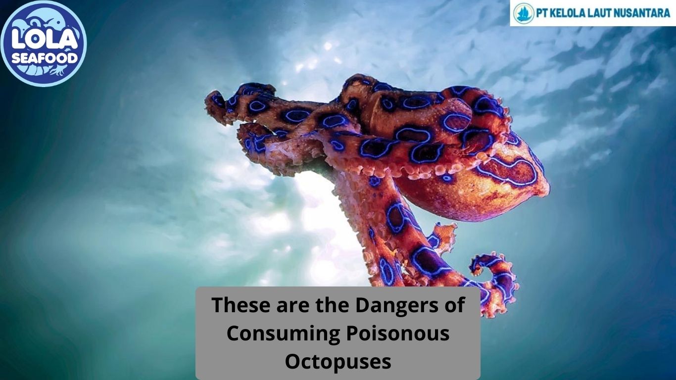 These are the Dangers of Consuming Poisonous Octopuses